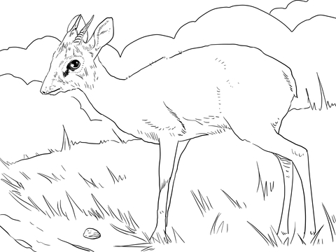 Male Kirk'S Dik Dik Coloring Page